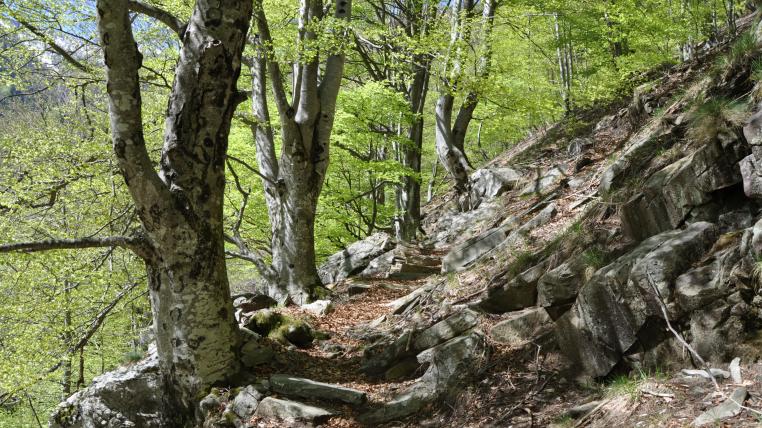 Alter Buchenwald im Valle di Lodano