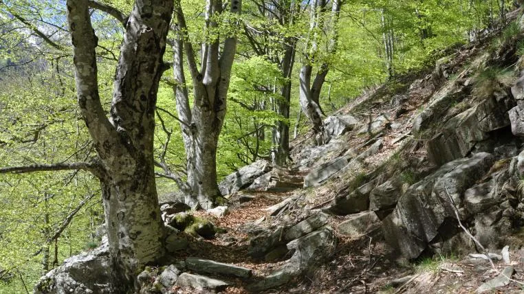 ef4ee930a83214aefdf21856bbb2f3dcd2f9fef4 Alter Buchenwald im Valle di Lodano