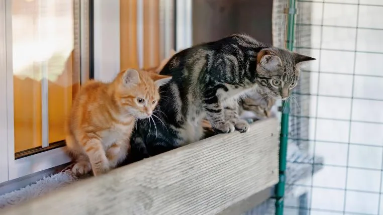 8c040fcc50dc6f9a7990a1bb3160ce3347d84fe7 verwilderte Katzen im Tierheim