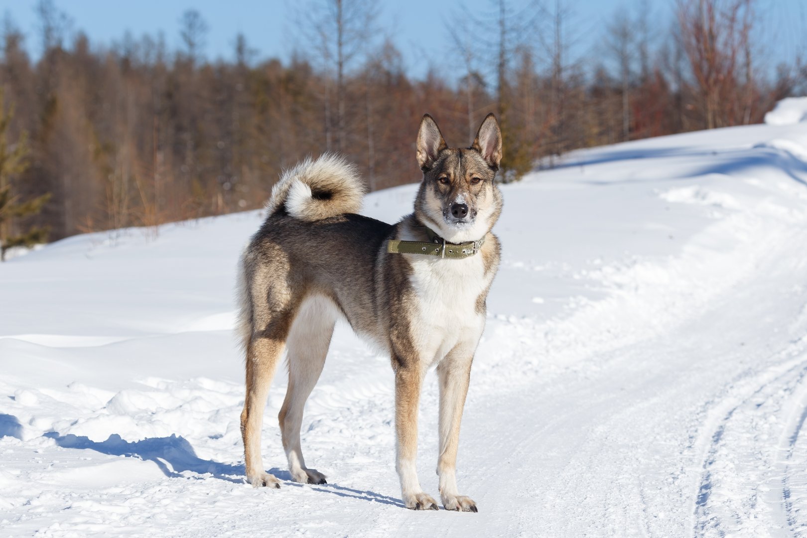 Westsibirischer Laika: Der vielseitige Jagd- und Outdoor-Hund