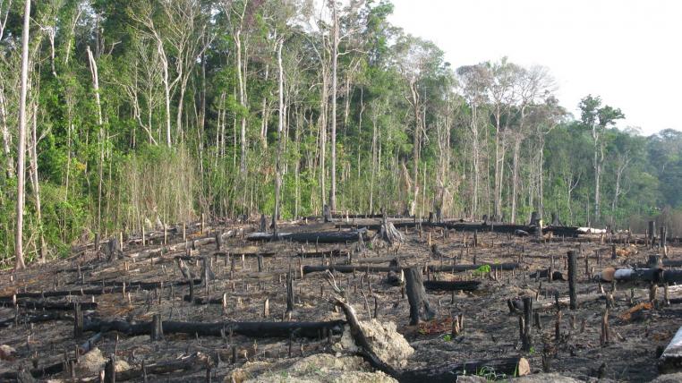 abholzung-amazonas.jpg