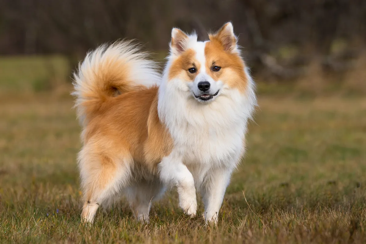 shutterstock_1262070991 Islandhund - der Wikinger auf vier Pfoten