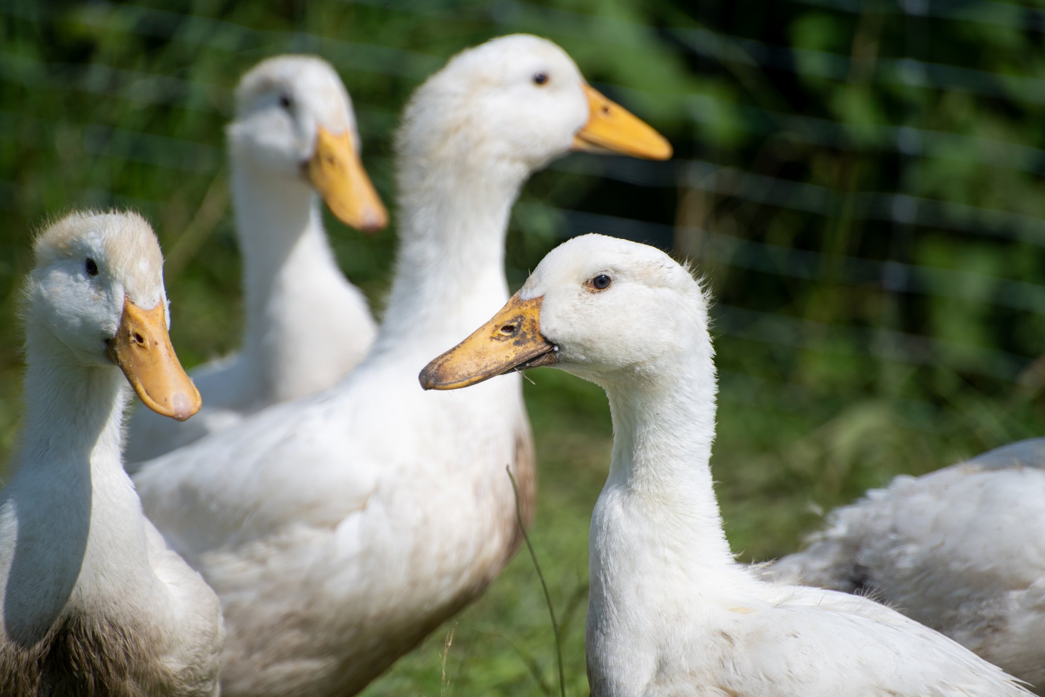 Weshalb Stopfleber eine tierschutzwidrige Delikatesse ist