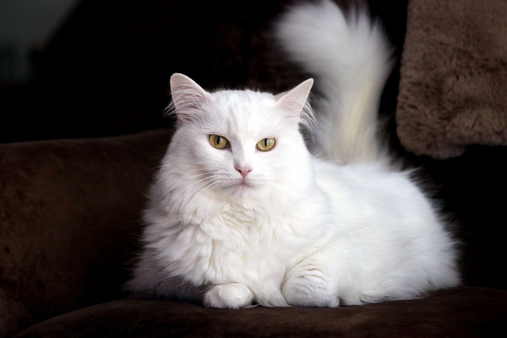 Türkisch Angora: Altehrwürdige Eleganz mit buschigem Schwanz
