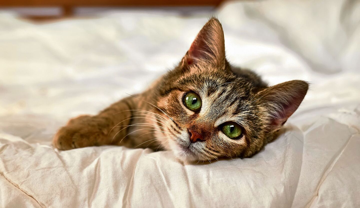 katze
