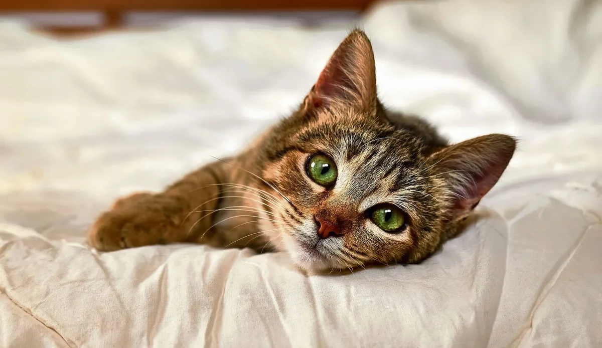 25085ae9098446542410ad55291d0fb78cdf01e8da52883c480270031a0b7cb8 katze