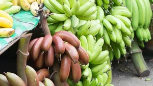 Unbekannte Vielfalt: Bananen kommen vielen Farben, Formen und Geschmäckern. In einer Genbank in Belgien soll diese Vielfalt bewahrt werden.