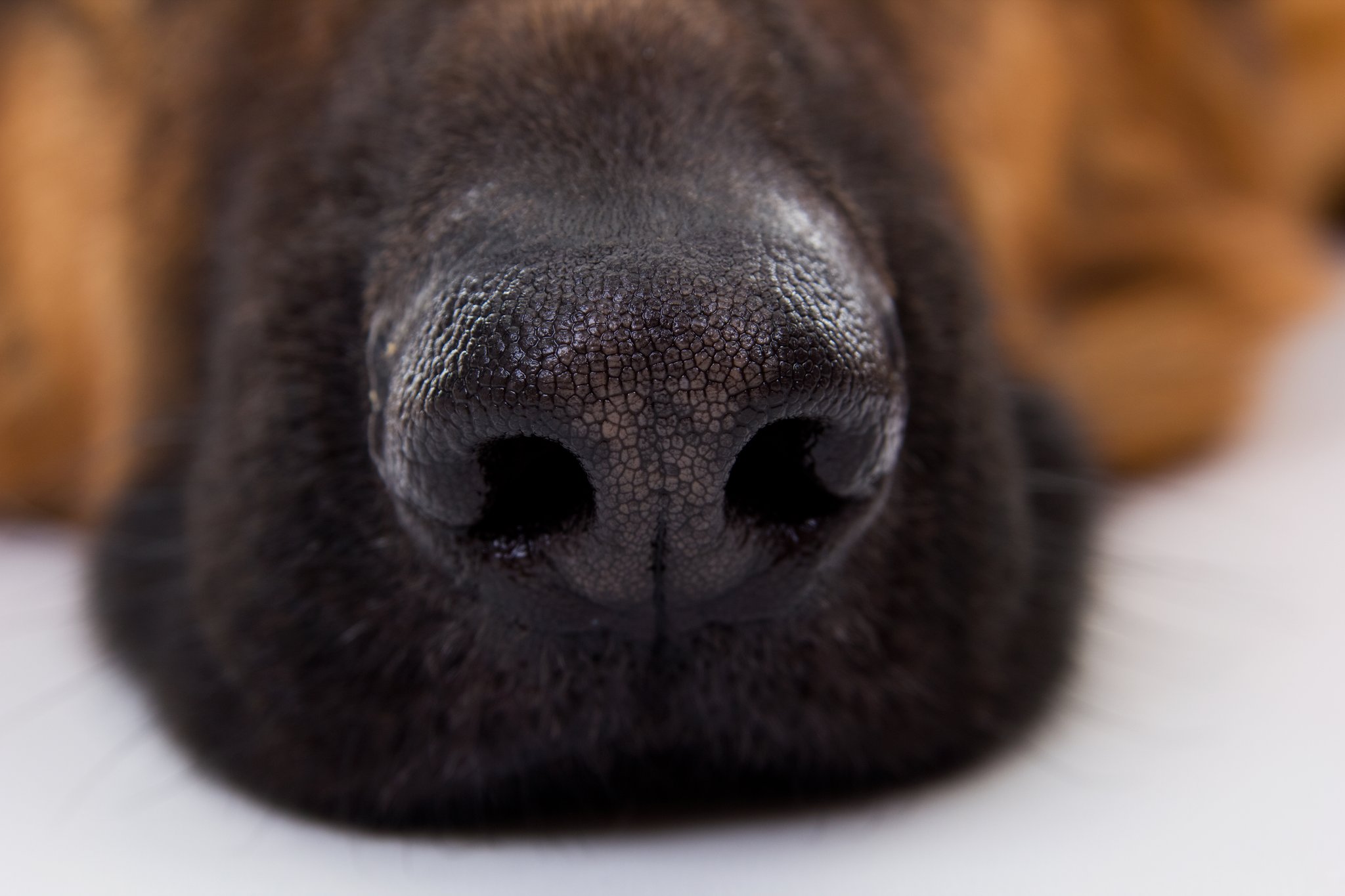 Hunde und ihre Spürnase für Corona