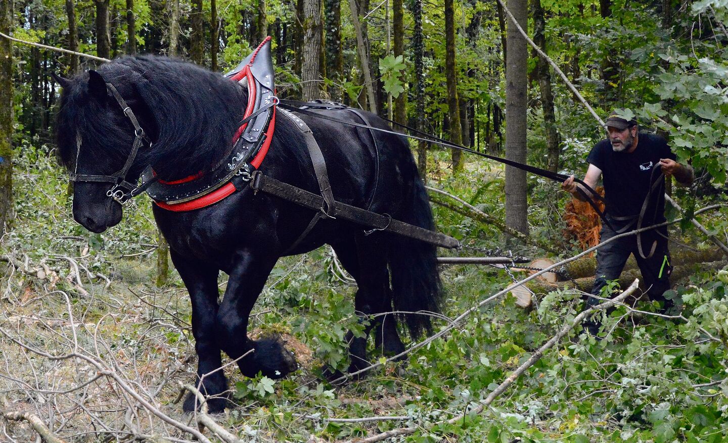 Christian Weissenbacher und sein siebenjähriger Percheronhengst Rubin im Einsatz bei der Holzbringung.