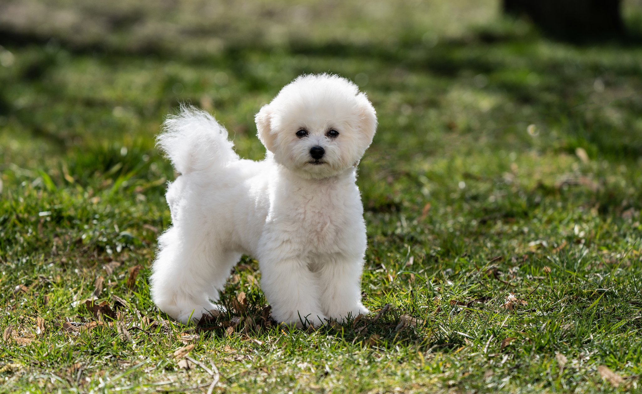 Bichon Frisé – der flauschige Hund