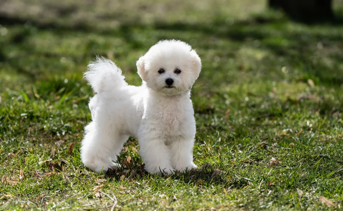shutterstock_1723861360 Bichon Frisé – der flauschige Hund