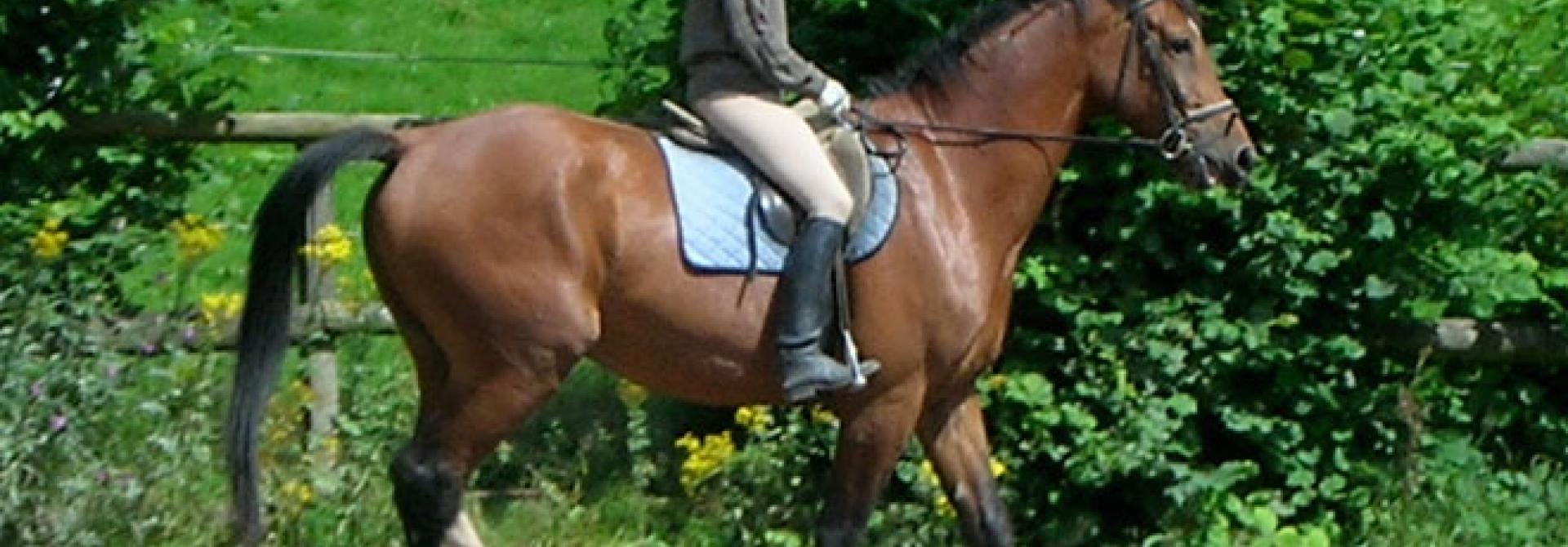 pferd-ralf-nolte-by-sa-s.jpg