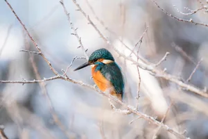 Der Eisvogel ist ein ganzjährig selten vorkommender Vogel. Der Winter ist jedoch eine gute Zeit, ihn an Gewässern zu beobachten, denn die Sicht auf ihn wird nicht durch Blätter versperrt.