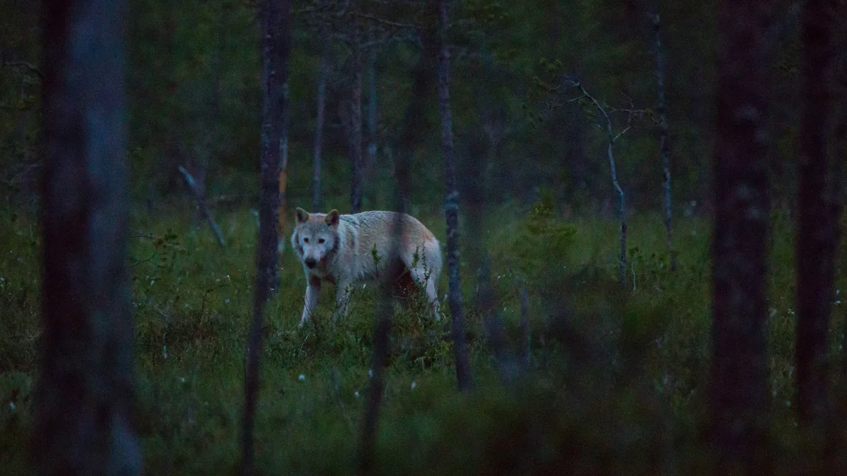 Bild_-_Artikelseite_fu__r_NL_Wettbewerb__18_ Mythos Werwolf: Was steckt dahinter?