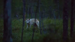 Dass manche Menschen sich in Wölfe verwandeln können, die sogenannte Lykanthropie, war bereits in der Antike ein verbreitetes Gerücht.