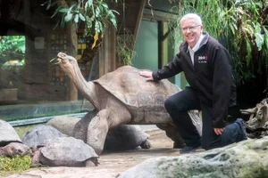 Alex Rübel mit Jumbo. Während der Zoodirektor bald in Rente geht, wird die Galapagos-Riesenschildkröte Zürich noch lange erhalten bleiben.