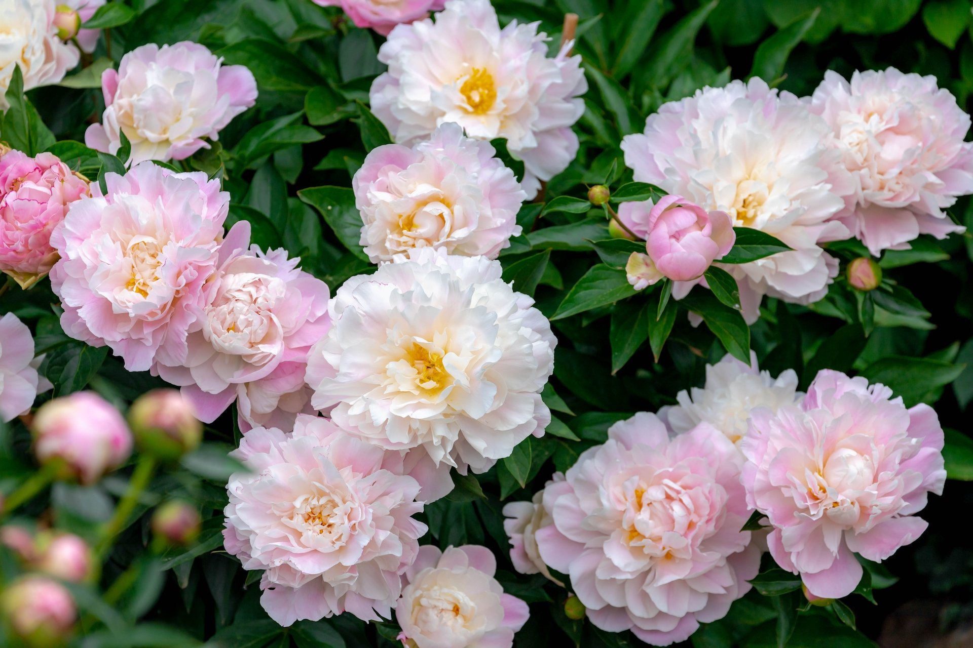 Erkennen Sie diese Bauerngartenblüten?