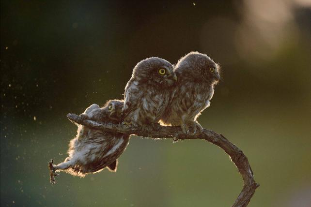 01-comedy-wildlife-tibor-kercz.jpg