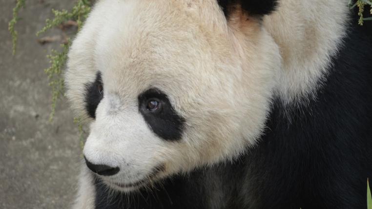 Panda Portrait
