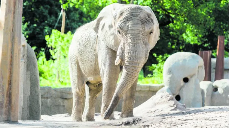 eabbf2163430b7ddbefe3850d679f669ffce67aa Elefanten im Zoo