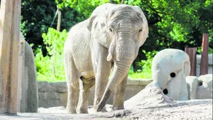 Für den Bau der Elefantenanlage Tembea im Zoologischen Garten Basel brauchte es wissenschaftliches Wissen, langjährige Erfahrung in der Wildtierhaltung, eine tier- und menschengerechte Gartenbaukunst und Architektur sowie schlichtweg humane Werte und Moral. Alles Bereiche, die per Definition als kulturelle Leistungen gelten.