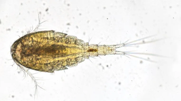 1fee38645452d41bf1253bb72be20d8e0e110bbf Plankton