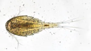 Wie lebt Plankton? Wie vernetzt es sich? Dank KI wird das nun erlebbar.