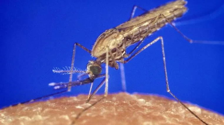 e4e889eca82022e1247f95aedd23c371af5f9826 Anopheles gambiae