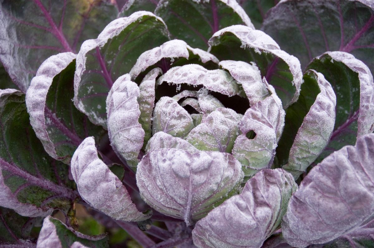 Roter Rosenkohl: Das perfekte Wintergemüse