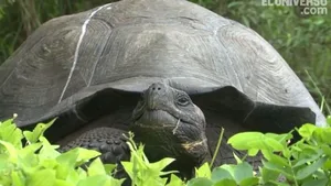Galapagos-Riesenschildkröte Chelonoidis donfaustoi