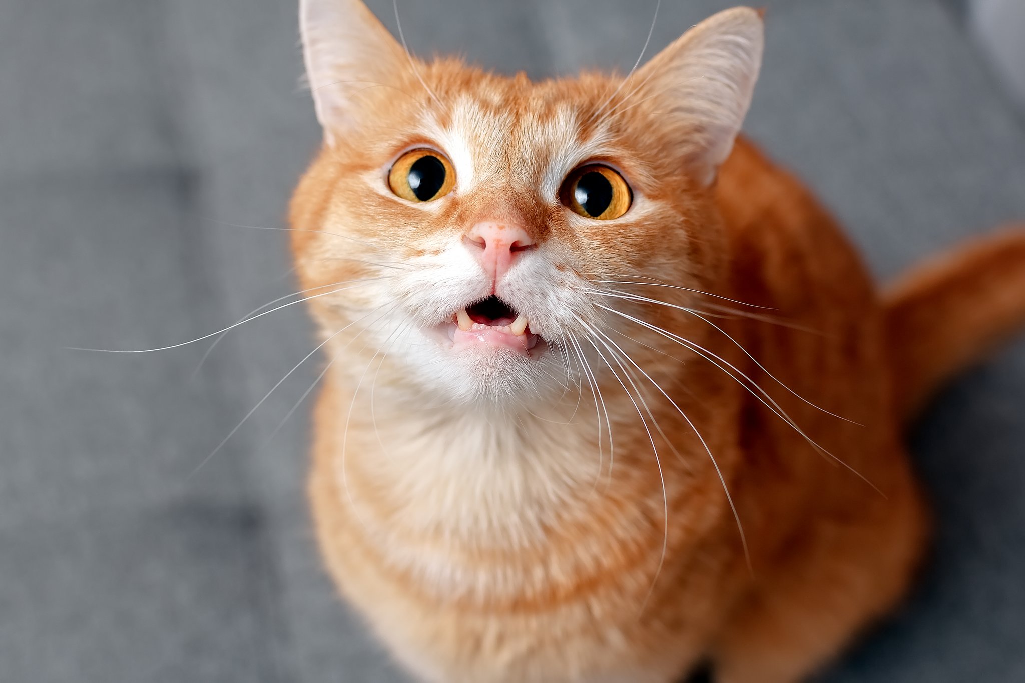 Darum sabbern Katzen