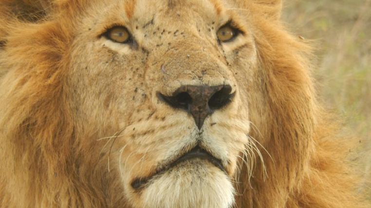 lion-1207312_1920.jpg