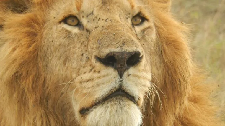 6cfc81dee08cf4d9ed732cc946f1da0ef7ff33f8 lion-1207312_1920.jpg