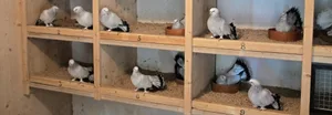 Bei dieser Huhnschecke sieht man das dürftige Nest deutlich. Die Einstreu verhindert beschädigte Eier.