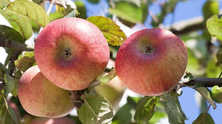 6935c26760f403bece78843fd15fd11c20864ac1 Äpfel am Baum