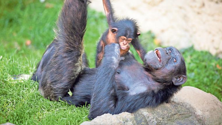 Schimpanse mit Baby im Zoo