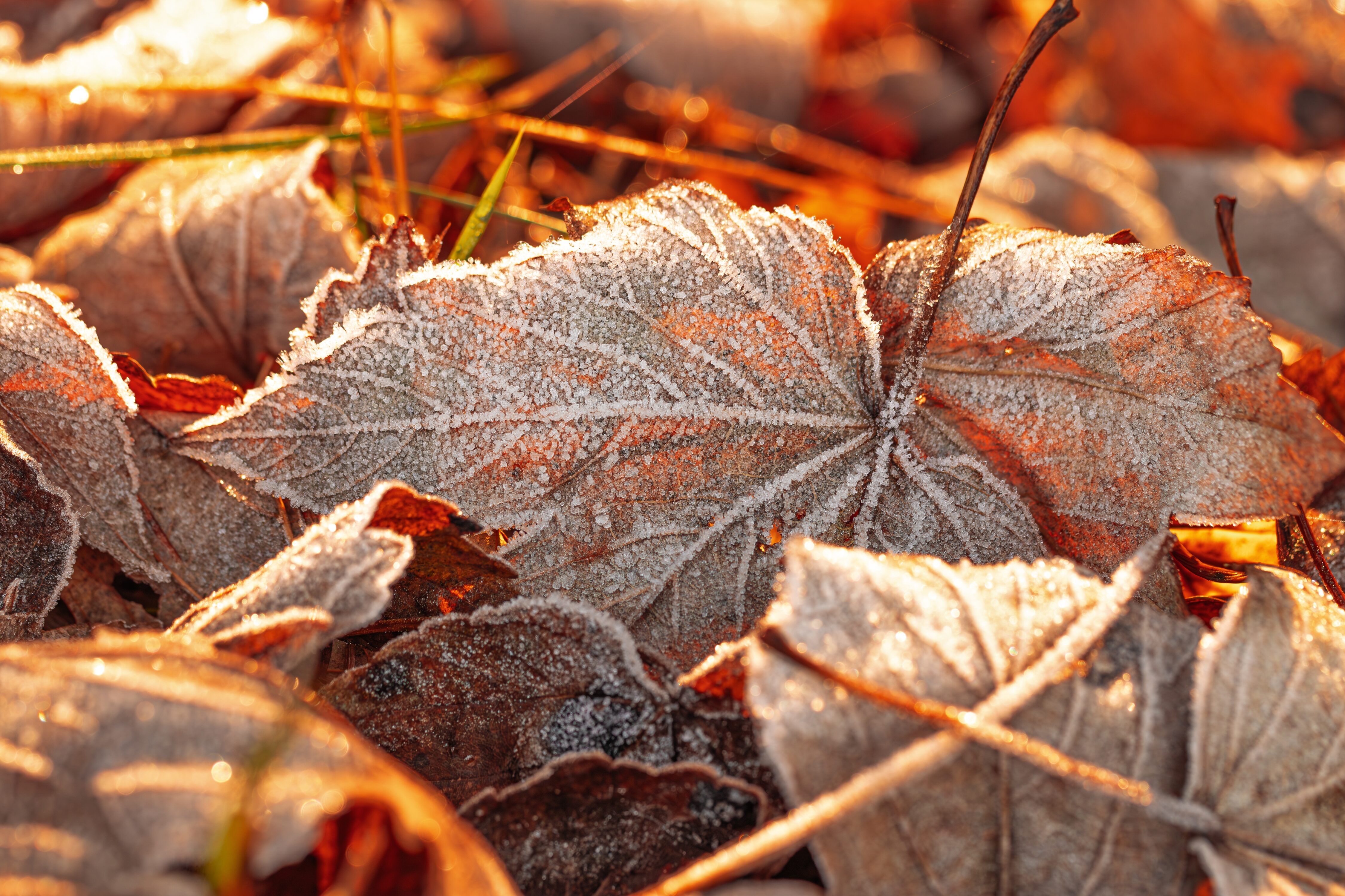 Als Mulchschicht schützen die Blätter den Gartenboden vor Kälte und Austrocknung.