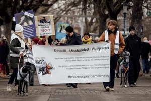 Rund 500 Menschen und ebenso viele Hunde protestierten am diesjährigen Galgo Walk in Zürich.