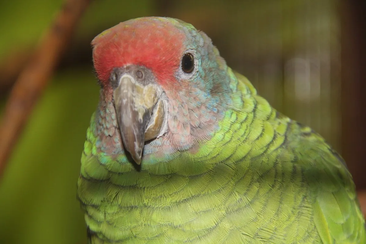 Rotschwanzamazone_4__EXOTIS_Pfa__ffikon Rotschwanzamazonen neu im Zoo Zürich