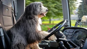 Bearded Collie Numi am Steuer des – natürlich nicht fahrenden– Cars.