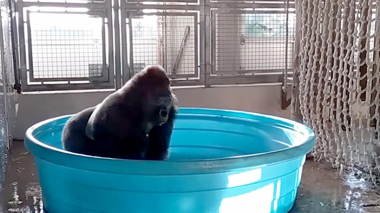 Gorilla Zola