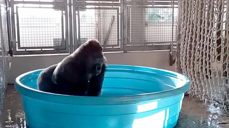 c800594f31c094ac4568ec5c20b501772b56b2c6 Gorilla Zola