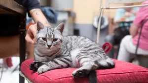 Flauschig und weich, aber kein Spielzeug: Im Casa del Gato in Zürich müssen sich die Gäste stets an die Hausregeln halten.