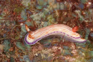 Hypselodoris katherinae