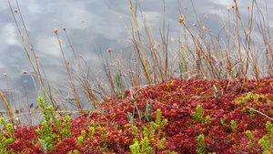 Torfmoose aus der Gattung Sphagnum sind typische Moorpflanzen.