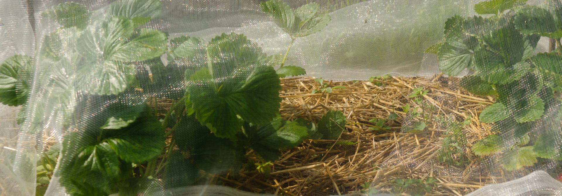 Erdbeeren unter Netz