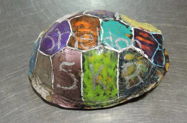 6b47a2f8ce99943646320f6e94007d14a4f8f353 turtle1s.jpg