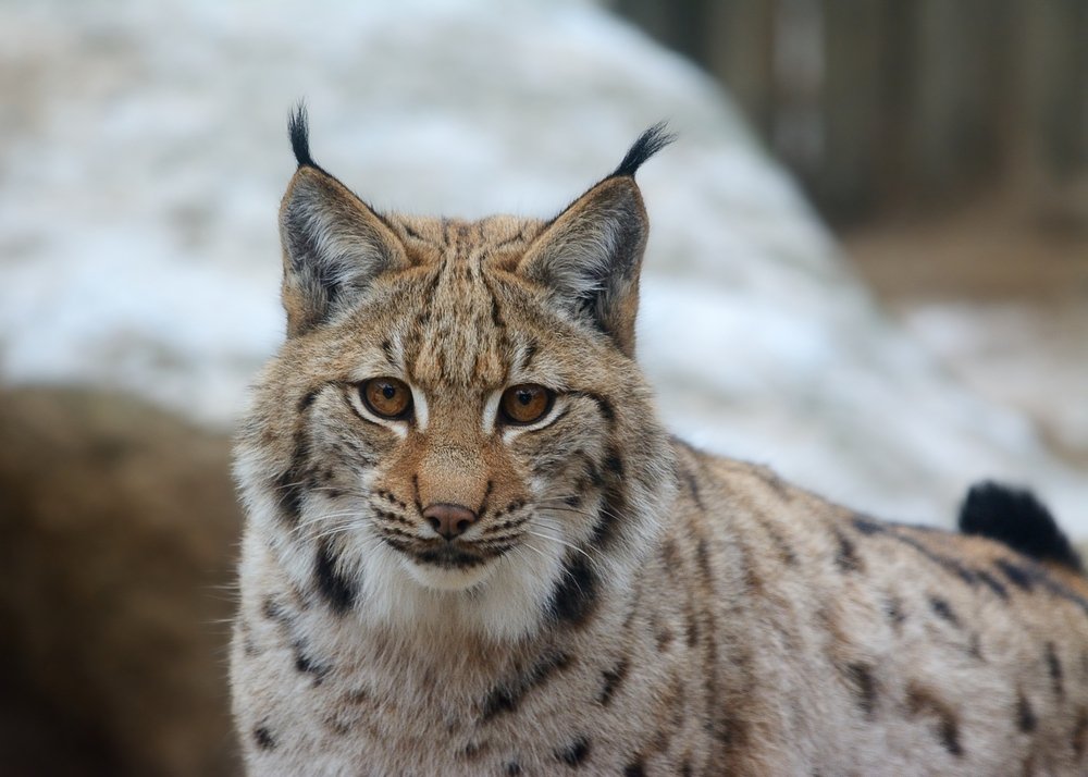 Wildparks in der Schweiz: Wo Sie heimische Tiere hautnah erleben können