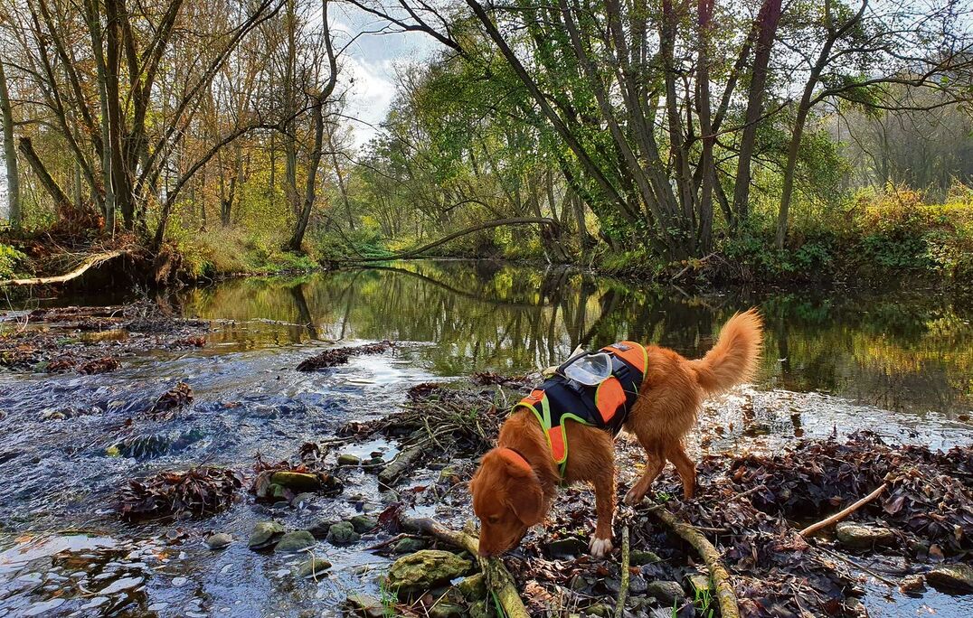 Der  Nova Scotia Duck Tolling Retriever ist in Ausbildung zum erfolgreichen Rettungshund.