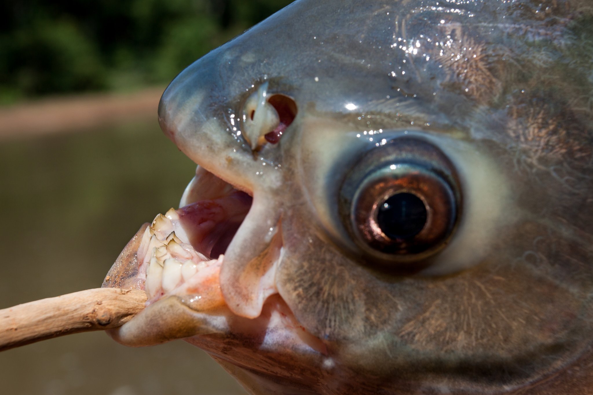 Der Schwarze Pacu: Fisch mit Menschenzähnen